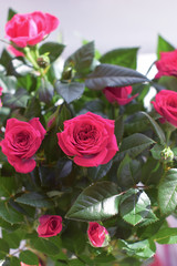 Red roses with green leaves