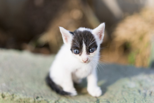 k&uuml;&ccedil;&uuml;k yeni doğan tekir kedi