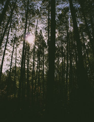 Luce in mezzo al bosco