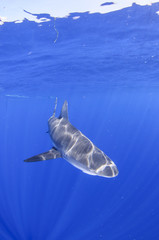 Diving with Sandbar Shark in Clear Waters of North Shore, Hawaii