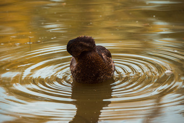 Wild ducks swimming in pond. Selective focus.