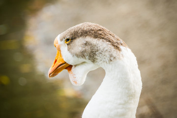 Wild goose swimming in pond. Selective focus.