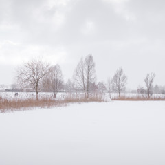 bare tree on snow covered landscape 