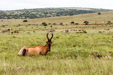 Red Hartebeest Resting in A Meadow InAddo Park South Africa