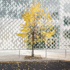 autumn tree in the city
