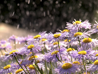 Purple alpine aster in summer Rain