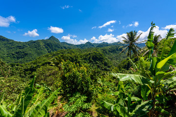 Tropical Rainforest on the Caribbean island of St. Lucia. It is a paradise destination with a white...