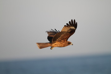 Black Kite (Milvus migrans) in Japan