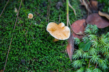 Mushrooms in the pine forest.