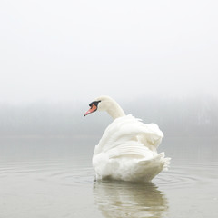 Schwan auf nebeligem See