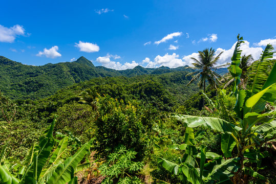 Fototapeta Tropical Rainforest on the Caribbean island of St. Lucia. It is a paradise destination with a white sand beach and turquoiuse sea.