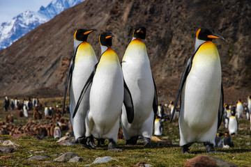 King penguins on South Georgia Island, Antarctica