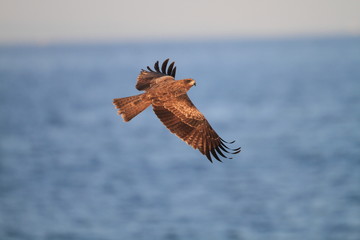 Black Kite (Milvus migrans) in Japan
