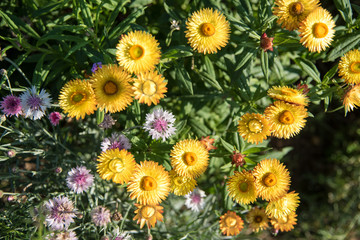 Orange everlasting flowers blooming in garden.