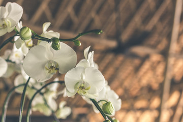 White orchids with space for text. Bali island.