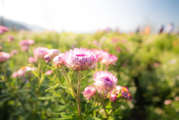 Pink everlasting flowers blooming in garden.