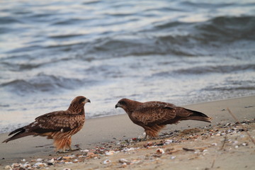 Black Kite (Milvus migrans) in Japan