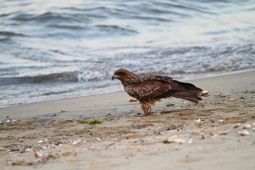 Black Kite (Milvus migrans) in Japan