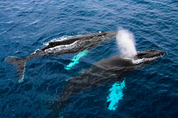 Fototapeta premium Humpback whales, Antarctica