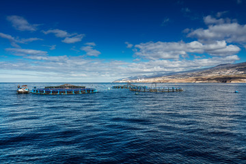 Offshore fish farms clustered around the west coast of Tenerife, Spain. Sea bass and common bream are cultured in these breeding cages. This form of aquaculture is common around the Canaries.