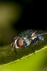 Macro nature of animal fly watering on green leaves.