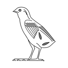 Ancient Egyptian quail symbol line vector icon