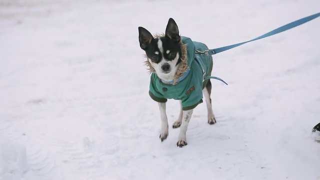 A small chihuahua dog dressed in a green jacket is trembling and running along a snow-covered street. Next to it is an elderly mistress in warm winter shoes.