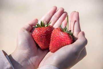 Fresh red ripe strawberry fruit on  hand