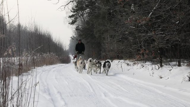 Training sled dogs on rural road in winter