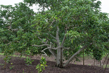 Fototapeta na wymiar Avocado tree in the avocado garden in north of Thailand.