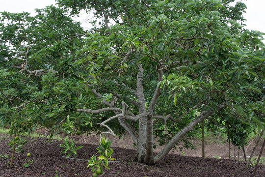 Avocado tree in the avocado garden in north of Thailand.