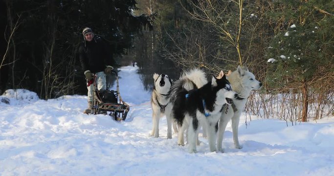 Training sled dogs on rural road in winter