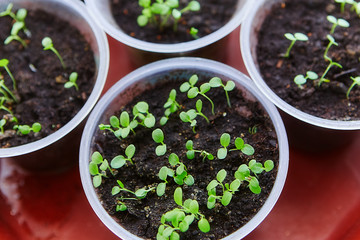 Young fresh seedling stands in plastic pots, cultivation of  in greenhouse. Seedlings sprout. Selective focus and shallow depth of field.