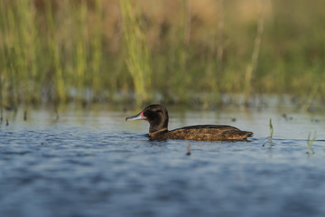 Black headed Duck, Patagonia, Argentina