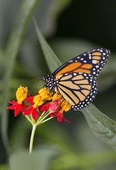 Beautiful monarch butterfly on vibrant flowers