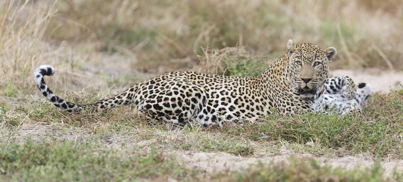 Male and female leopard rest after mating in nature
