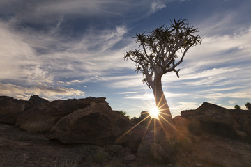 Landscape of a Quiver Tree with sun burst and thin clouds in dry desert