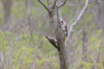 A pair of flickers