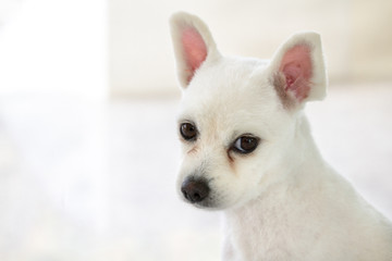 Little white spitz dog with sad eyes and big ears, short haired little dog portrait, lonely dog