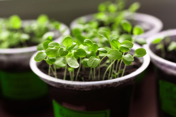 Young fresh seedling stands in plastic pots, cultivation of  in greenhouse. Seedlings sprout. Selective focus and shallow depth of field.
