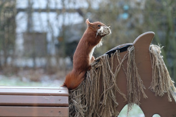 Eichhörnchen sucht Polstermaterial