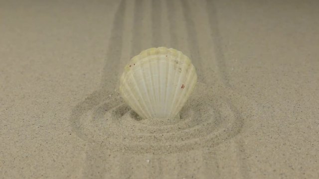 Zoom of a white seashell standing in a circle of sand.