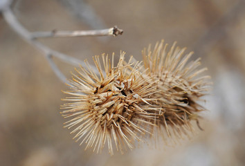 Dry seeds of burdock in winter. Macro photography.