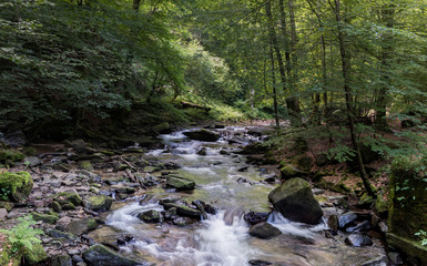 Fototapeta premium A small creek flowing through a beautiful forest, forming small cascades and waterfalls
