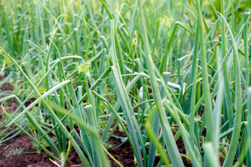 Obraz premium Green onion grows on a bed on a farm 