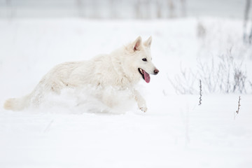 Berger Blanc Suisse in the park in winter