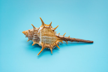 side view conch shell on a blue background