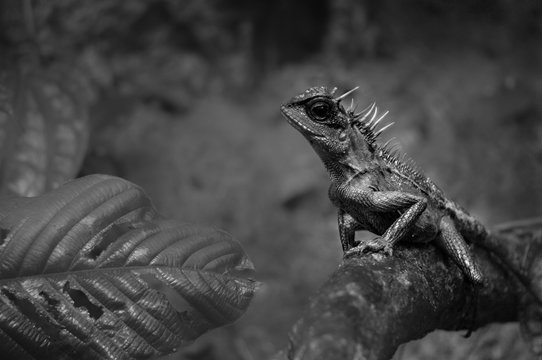Black and white picture of a lizard resting on a tree branch inside the jungle of Thailand
