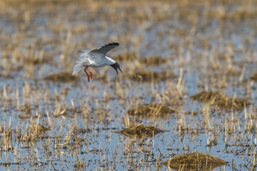 Brown hooded gull, Patagonia