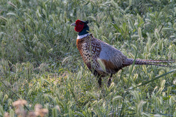 Ring-necked Pheasant moving through the green grass of spring